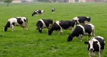 زراعي السويداء يمول شراء 288 رأساً من الأبقار المحسنة